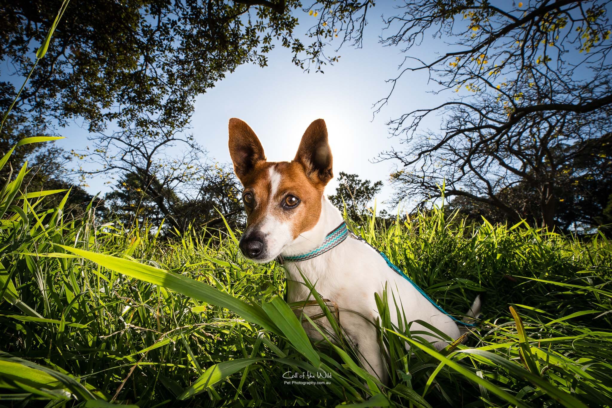 Pet Photography Sydney, Fox Terrier photos