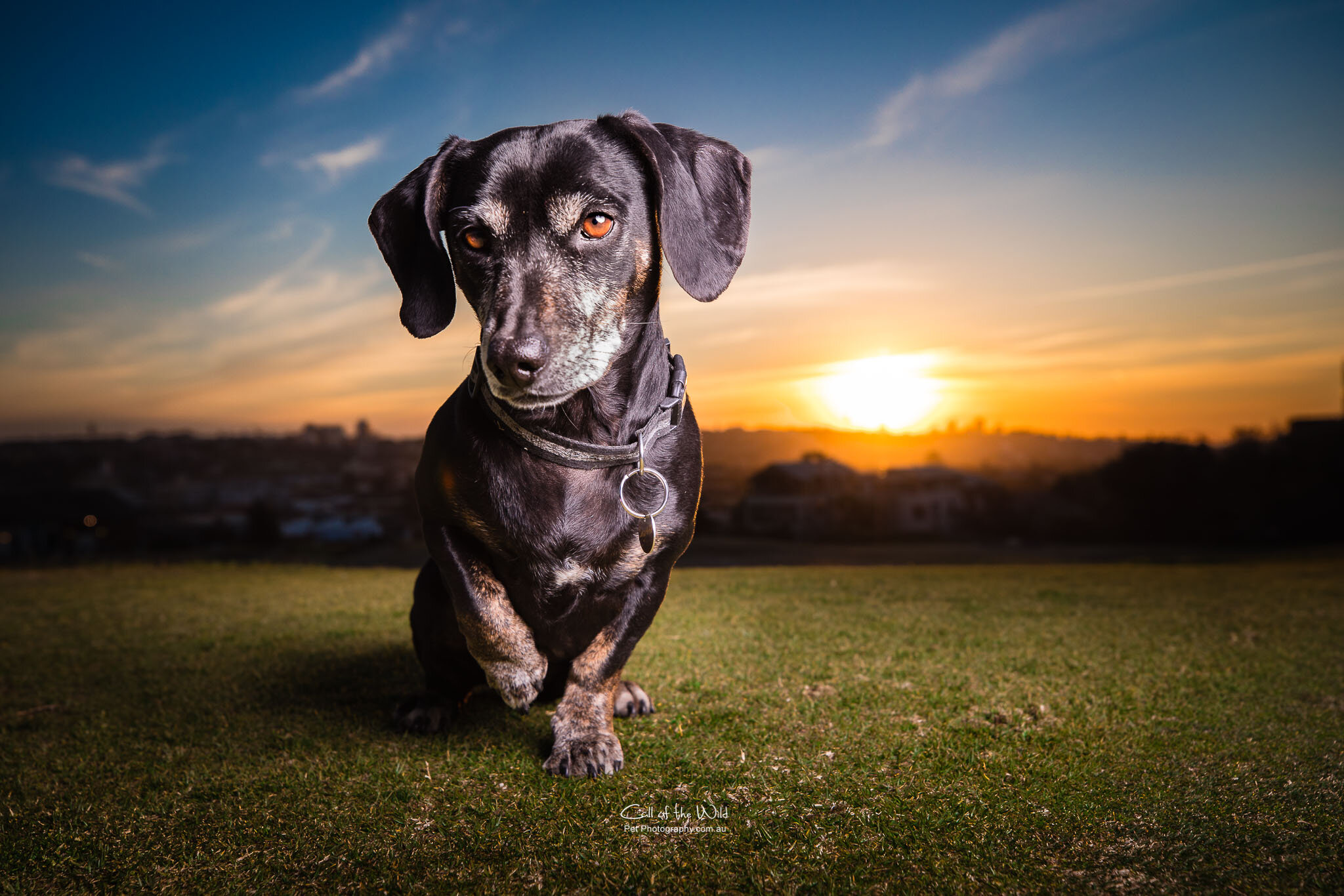 Call of the Wild Pet Photography, Scarlett the rescue dog, Queen of Bondi Beach