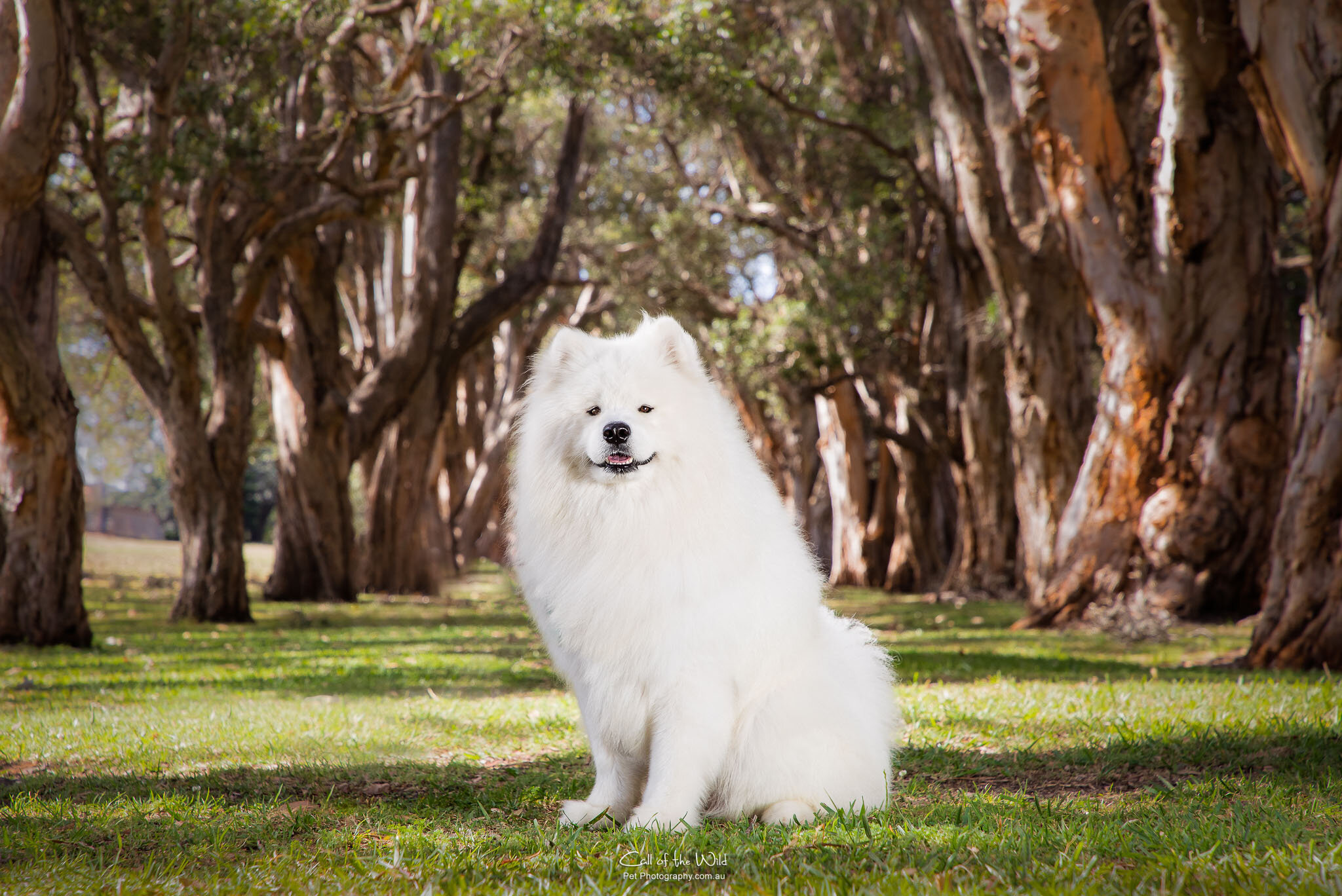 Call of the Wild Pet PHotography, Sydney Dog Photography, Samoyed Photos