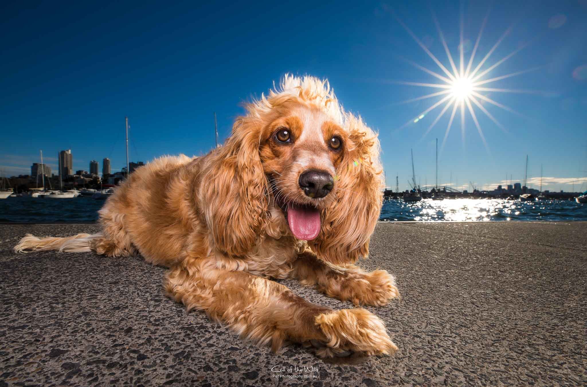 English Cockerspaniel, Call of the Wild Pet Photography, Pet Photography Sydney