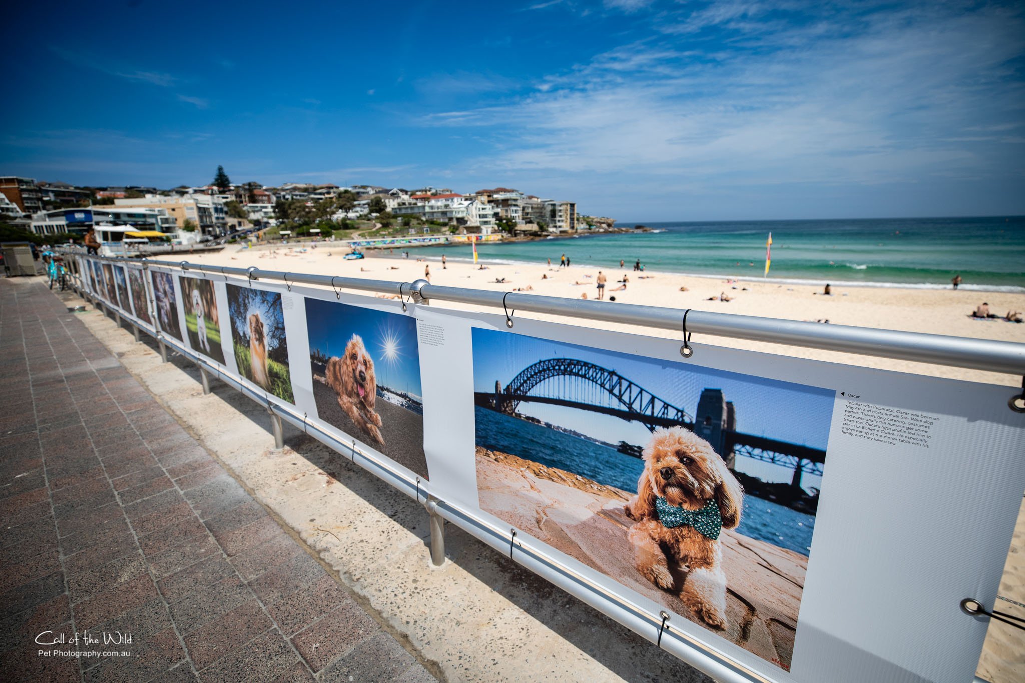 Head On Photo Festival, Woman's Best Friend, Dog Photography Exhibition Bondi Beach