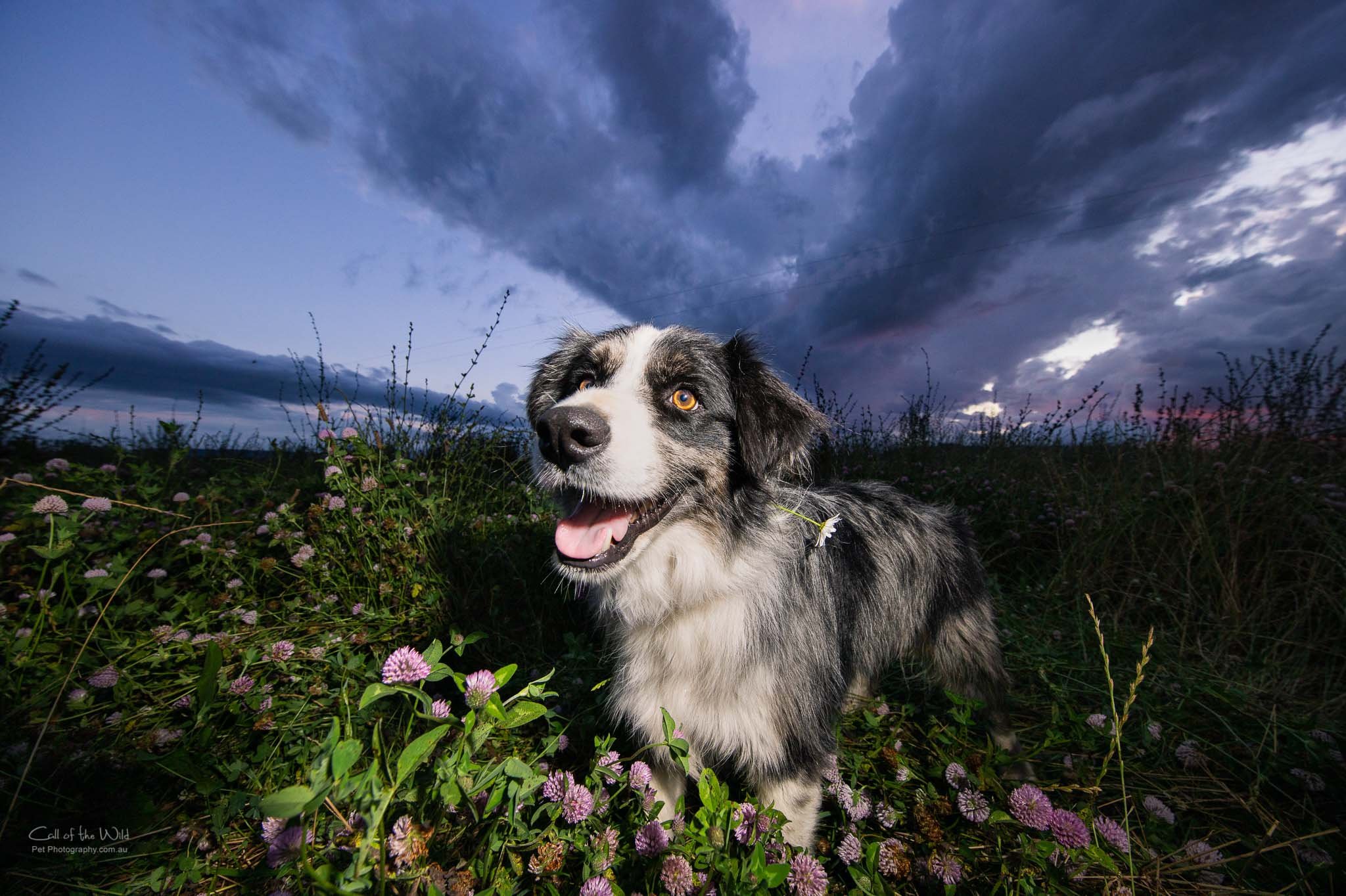 Dog and family photography Sydney