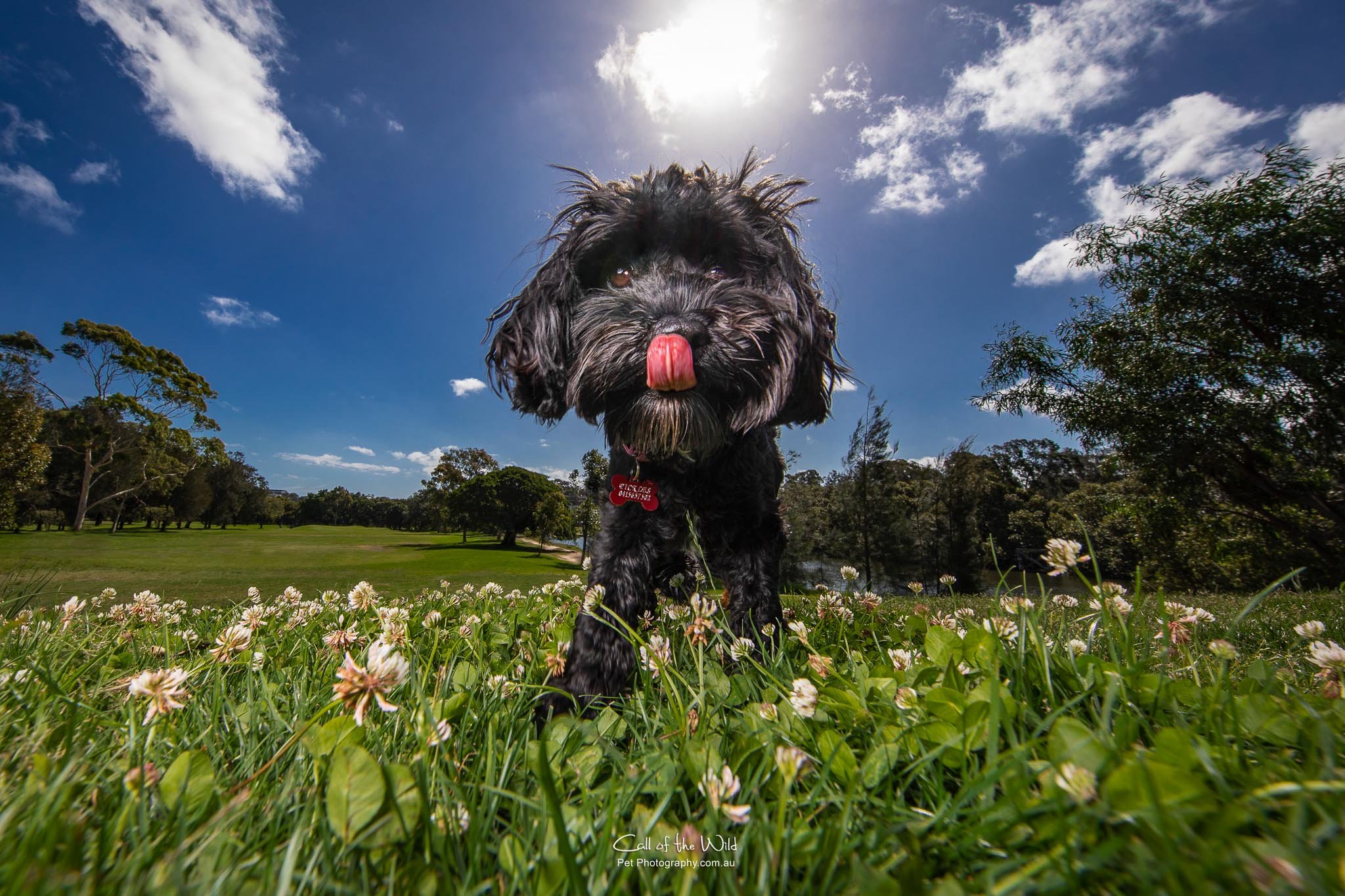 Call of the Wild Pet Photography: Professional Dog and Pet Photographer | Sydney Pet Photography