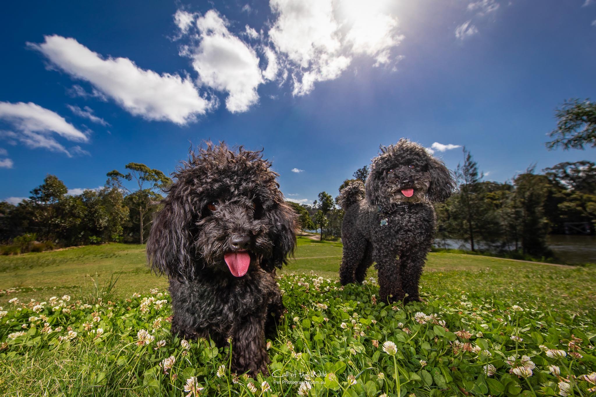 best photographer Sydney, best dog photographer Sydney