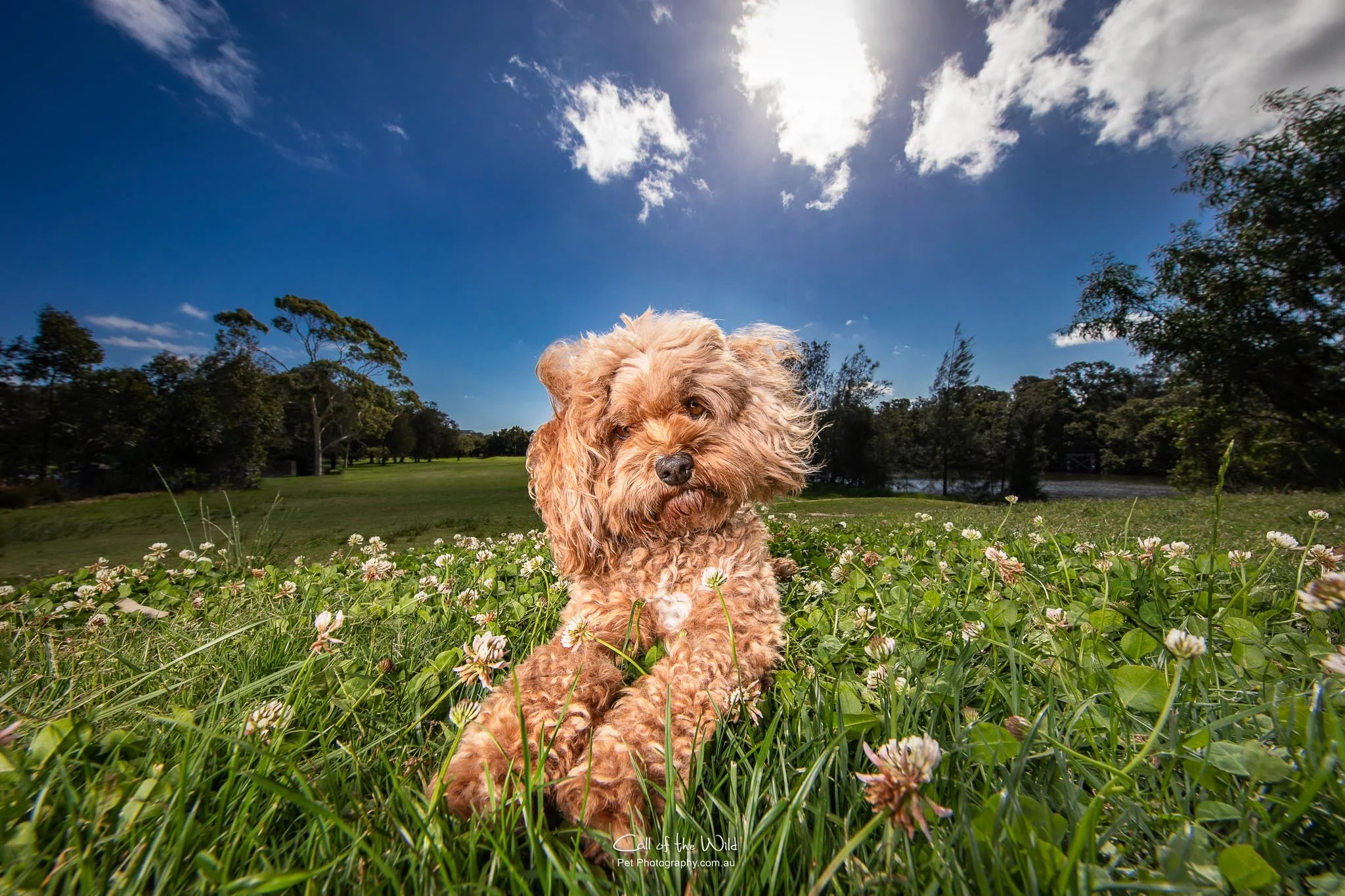 Call Of The Wild Pet Photography Professional Dog And Pet Photographer 