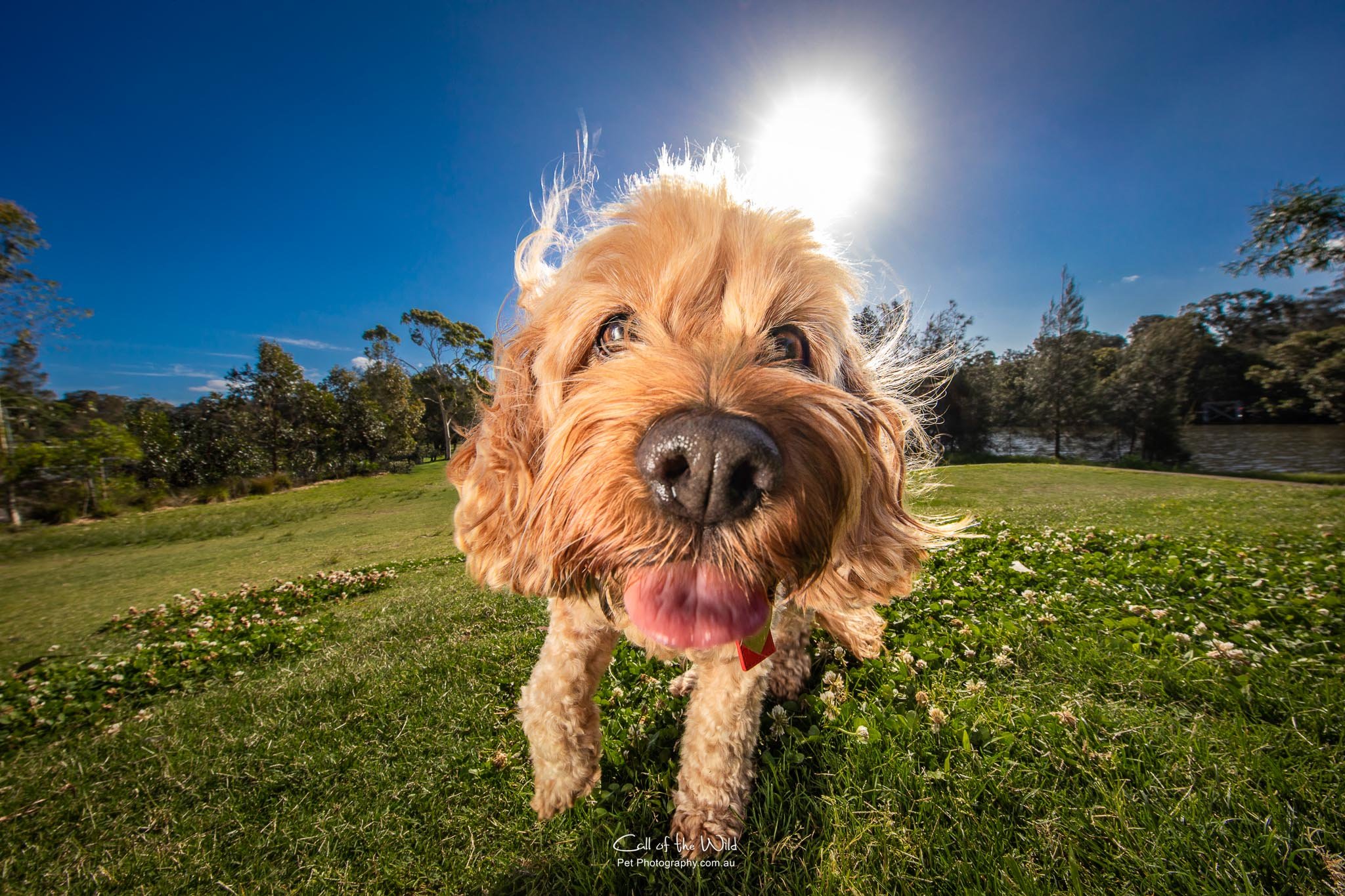 Pet and family photographer, Sydney pet photography