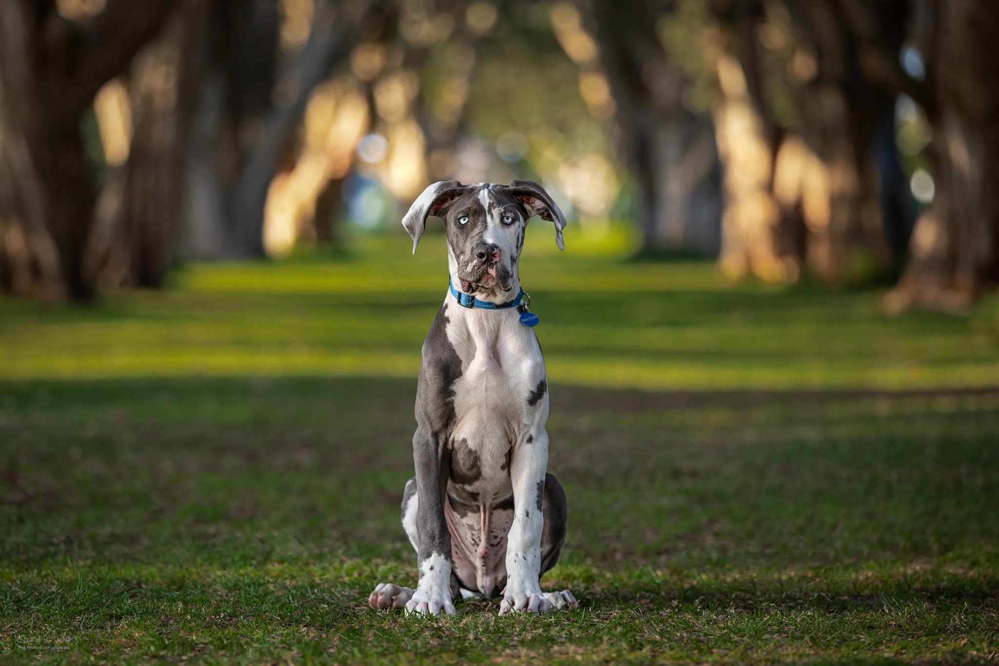 Sydney Pet Photography, Great Dane Photos, Family Pet Photography Sydney