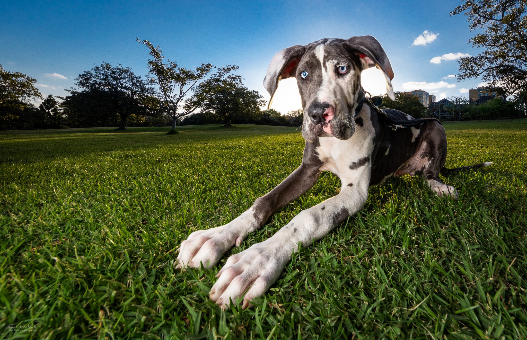 Sydney Pet Photography, Great Dane Photos, Family Pet Photography Sydney