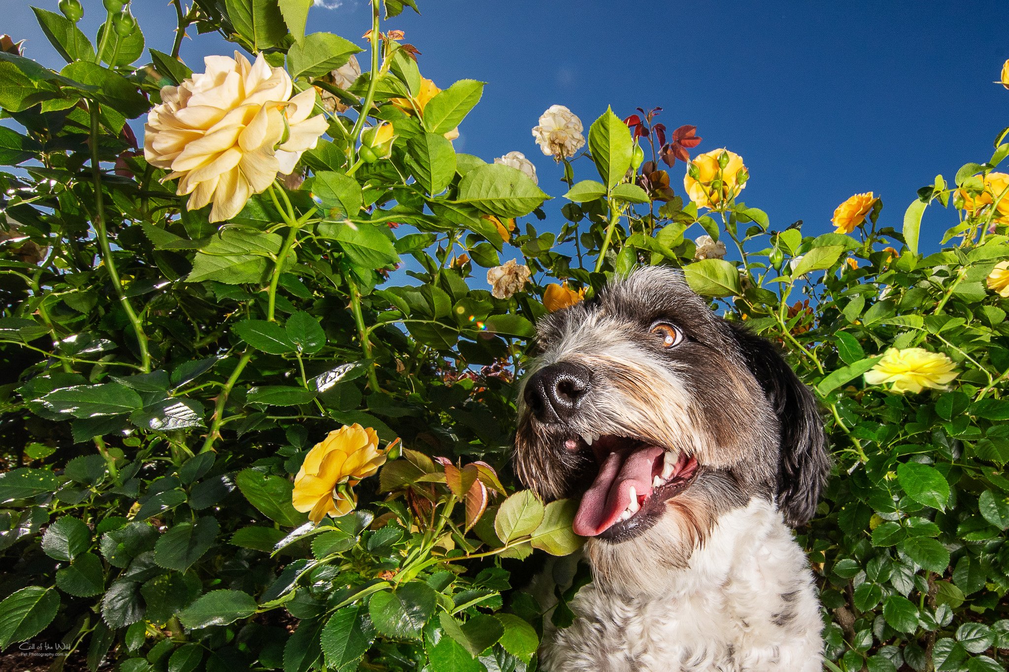 Dog photographer, Pet Photography, Best pet photographer Sydney