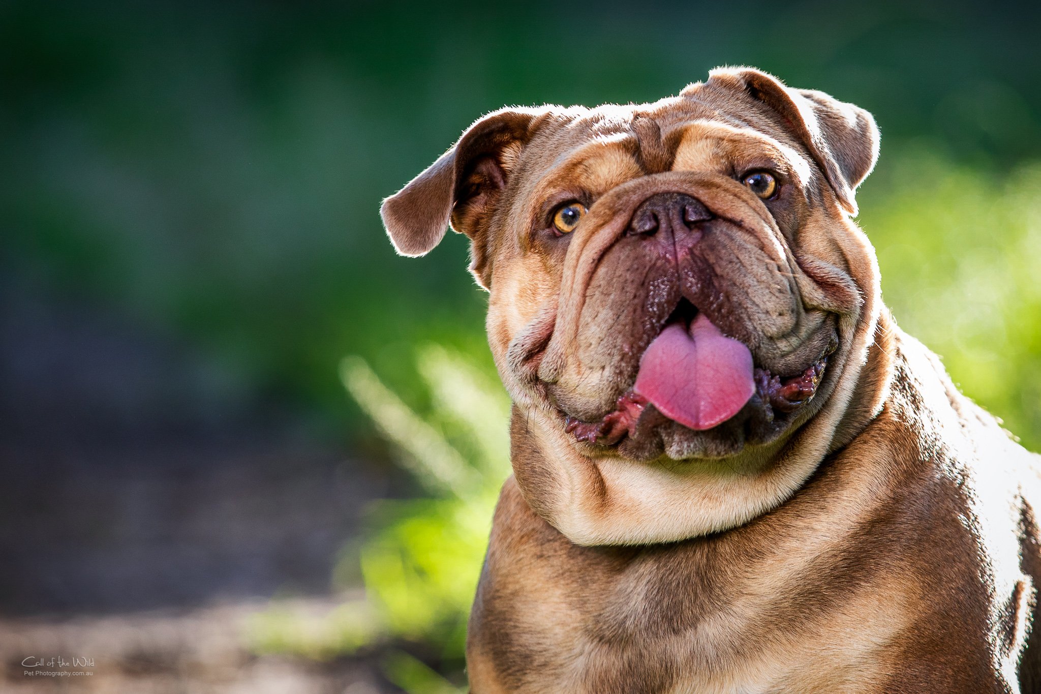 Pet Photography Sydney, Dog Photography Sydney, Bull dog photography, Pet Photographer Sydney