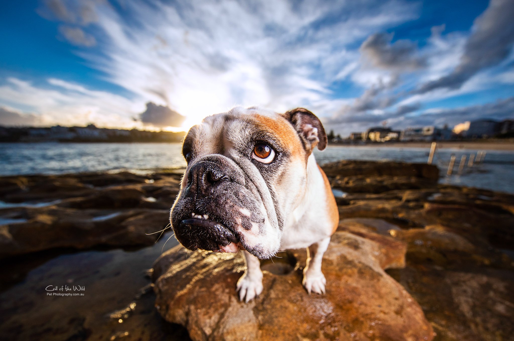 pet photography Sydney, dog photography Sydney, best pet photographer Australia, gifts for dog lovers
