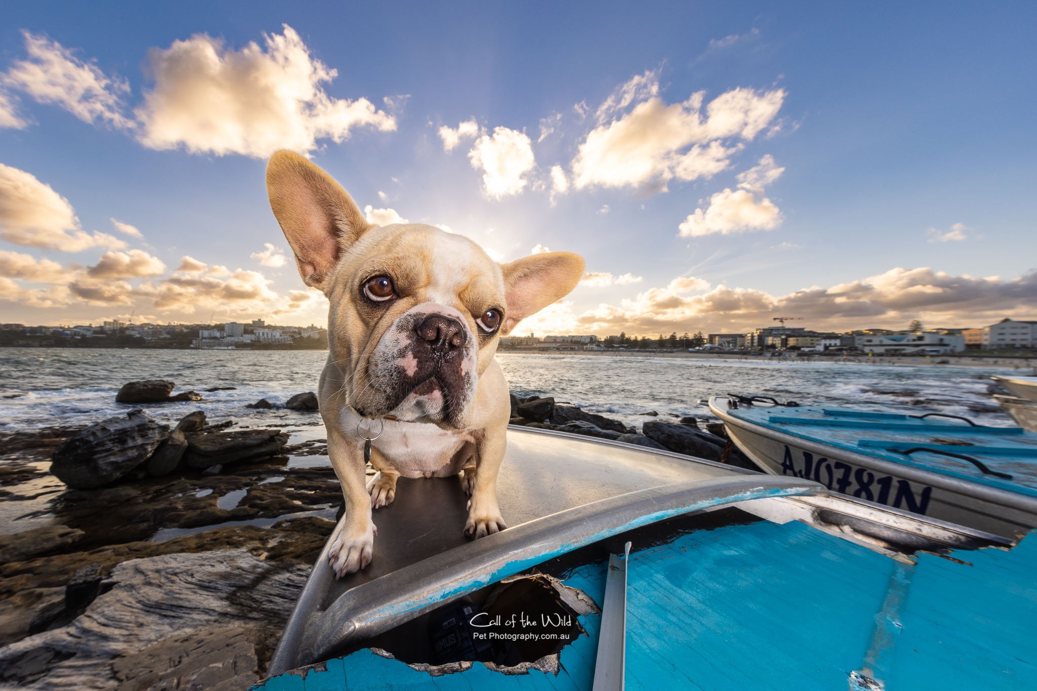 Pet Photography Sydney, Dog Photography Sydney, Best Pet Photographer Sydney