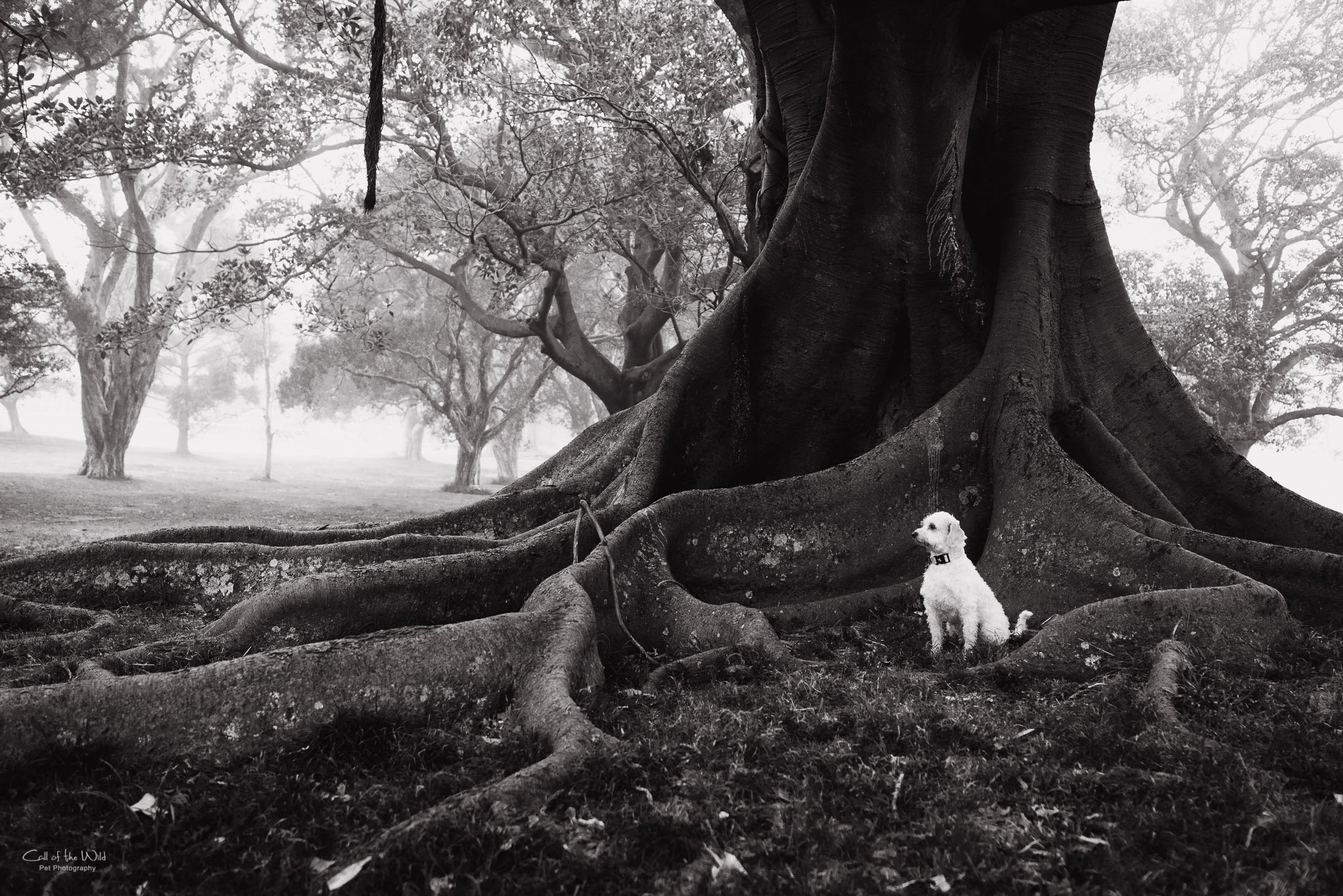 Mary, Peter, Nacho and Soda - small Black and White jpegs to share - Call of the Wild Pet Photography - 23 Aug 2023-1531.jpg