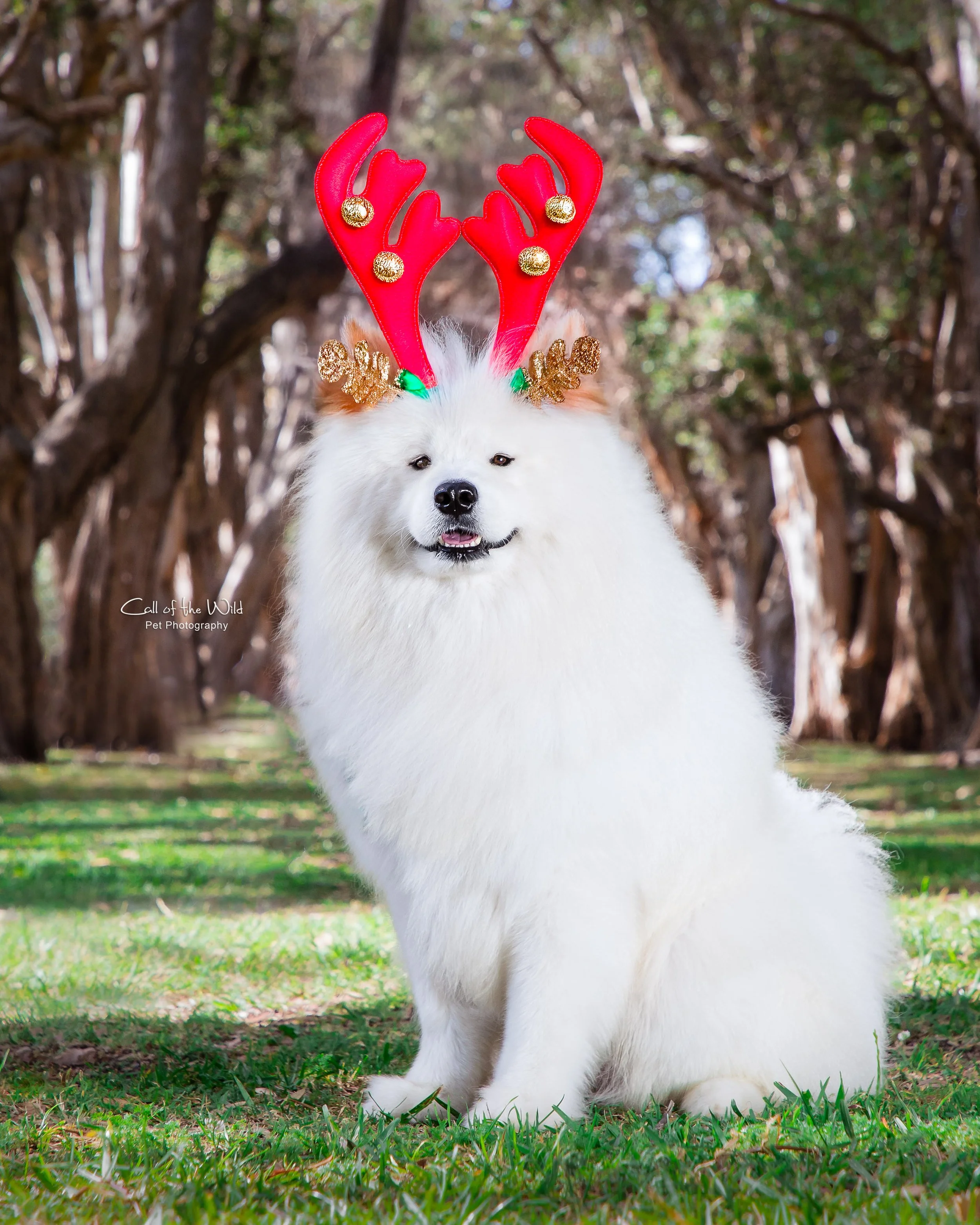 Christmas Gift Cards Dog Photography; Xmas Gifts for Dog Lovers, Pet Photography Sydney