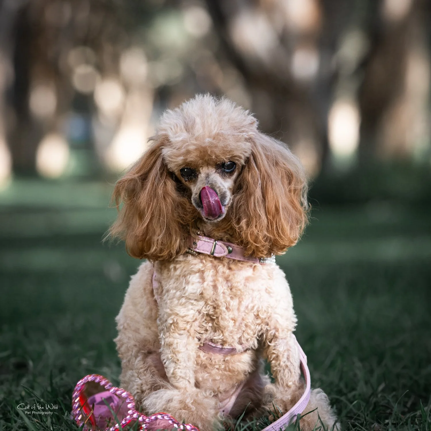 Mena and Family - small test for website slideshow-2-18.jpg