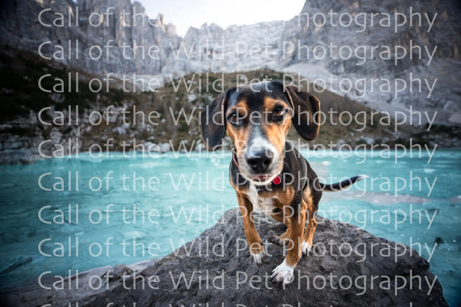 Proofs - Soraphis Lake - Dog Portraits - Call of the Wild Pet Photography - Itally 2022-9627.jpg