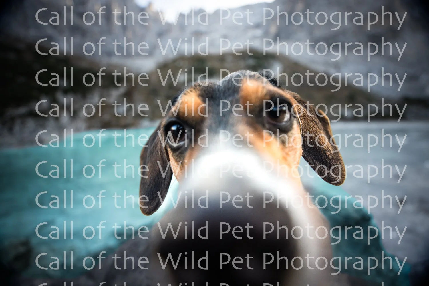 Proofs - Soraphis Lake - Dog Portraits - Call of the Wild Pet Photography - Itally 2022-9628.jpg