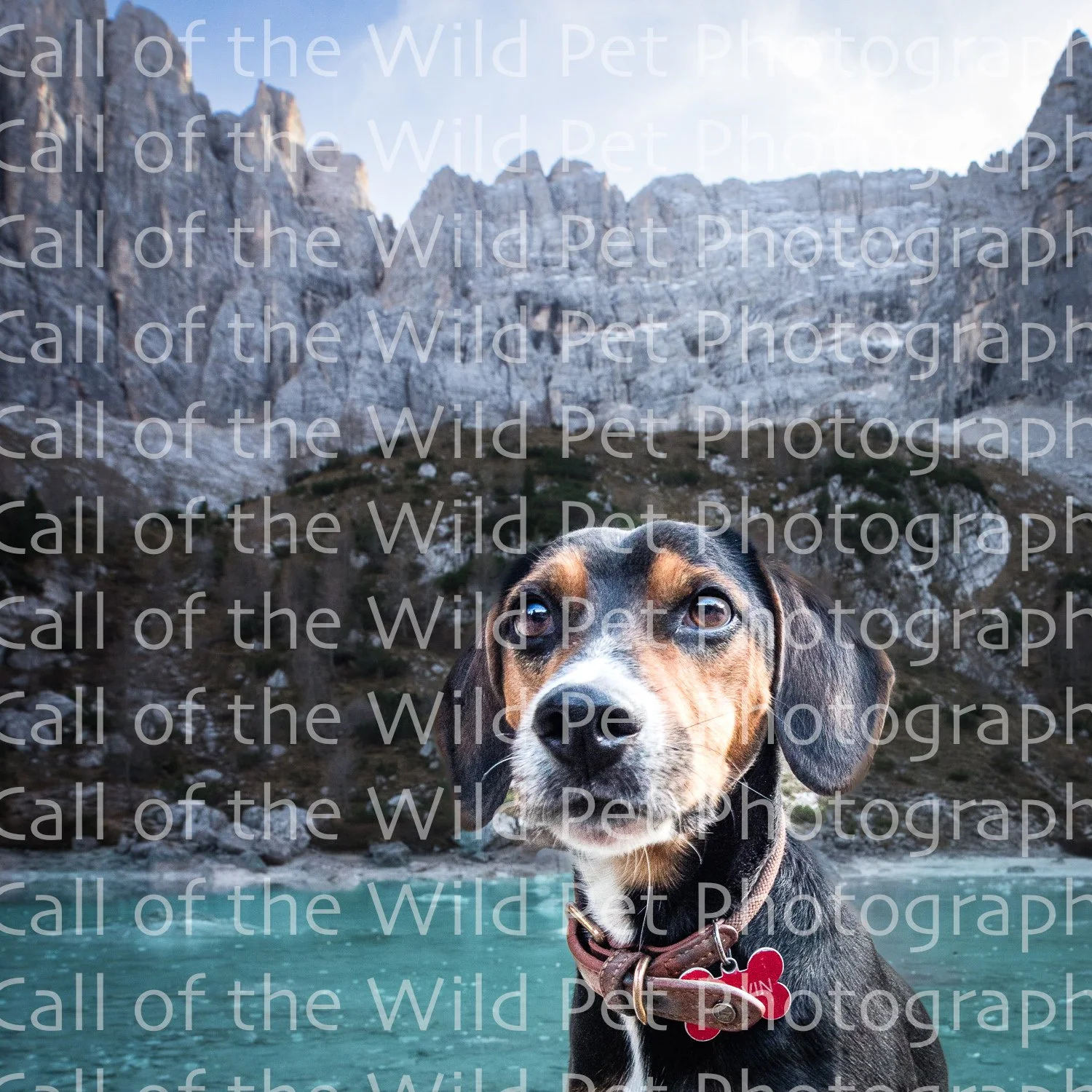Proofs - Soraphis Lake - Dog Portraits - Call of the Wild Pet Photography - Itally 2022-9635.jpg