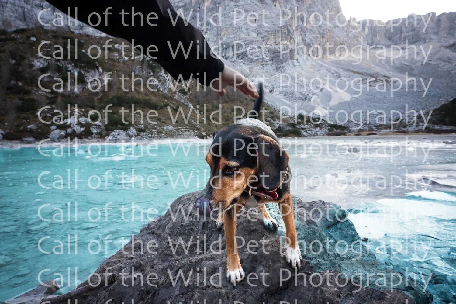 Proofs - Soraphis Lake - Dog Portraits - Call of the Wild Pet Photography - Itally 2022-9643.jpg