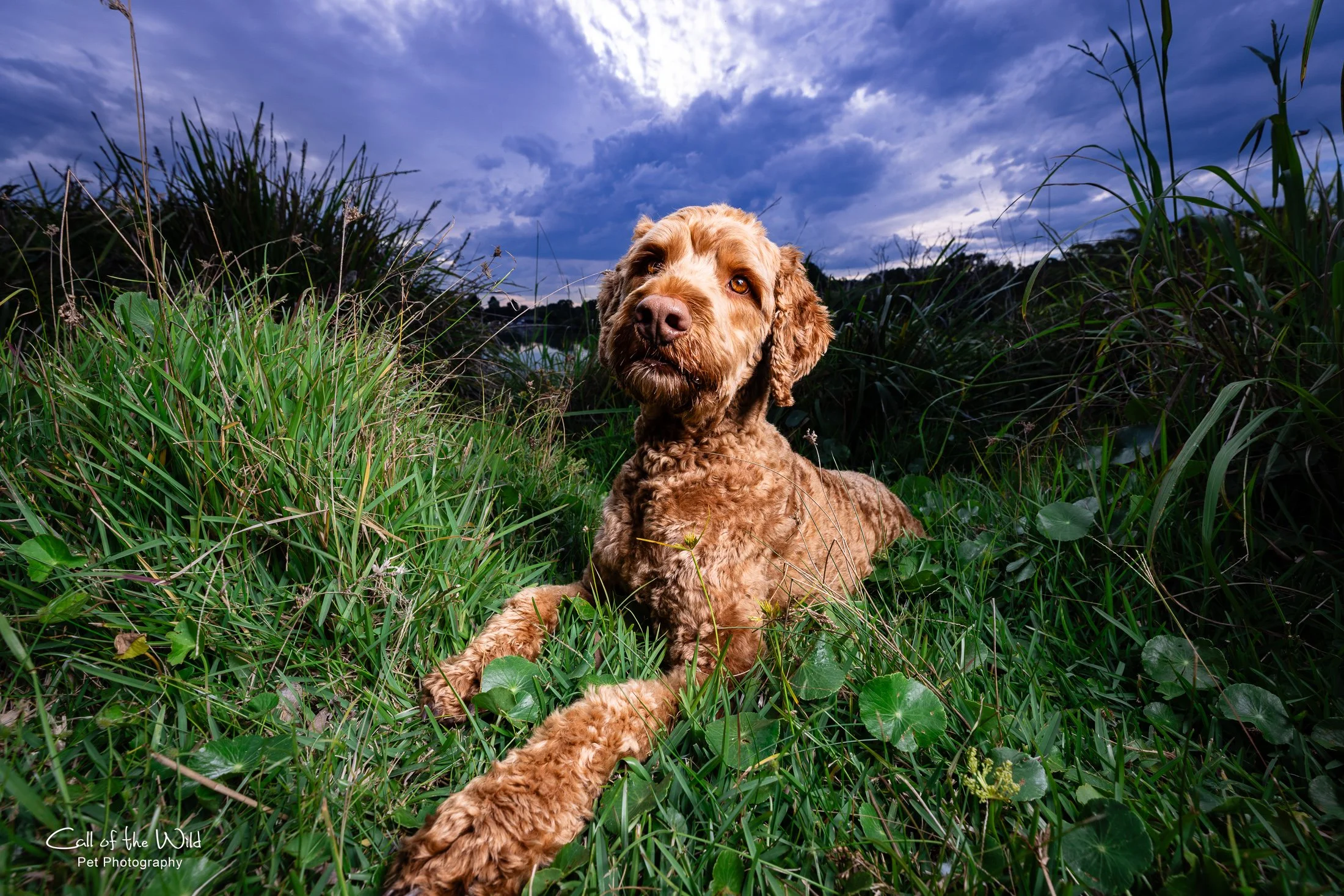 Neo and Family - for website - @CalloftheWild_Petphotography June 2026-2.jpg