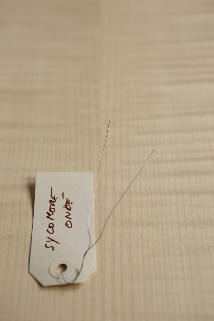 Sycomore ondé