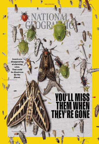 national-geographic-magazine-may-2020-insects-disappearing.ngsversion.1587649202348.adapt.1900.1.jpg