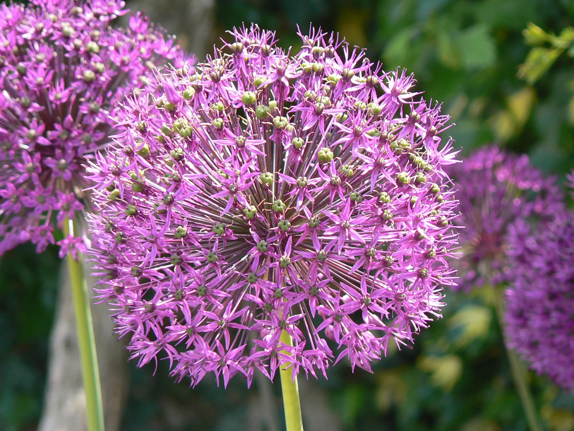 Alium.JPG