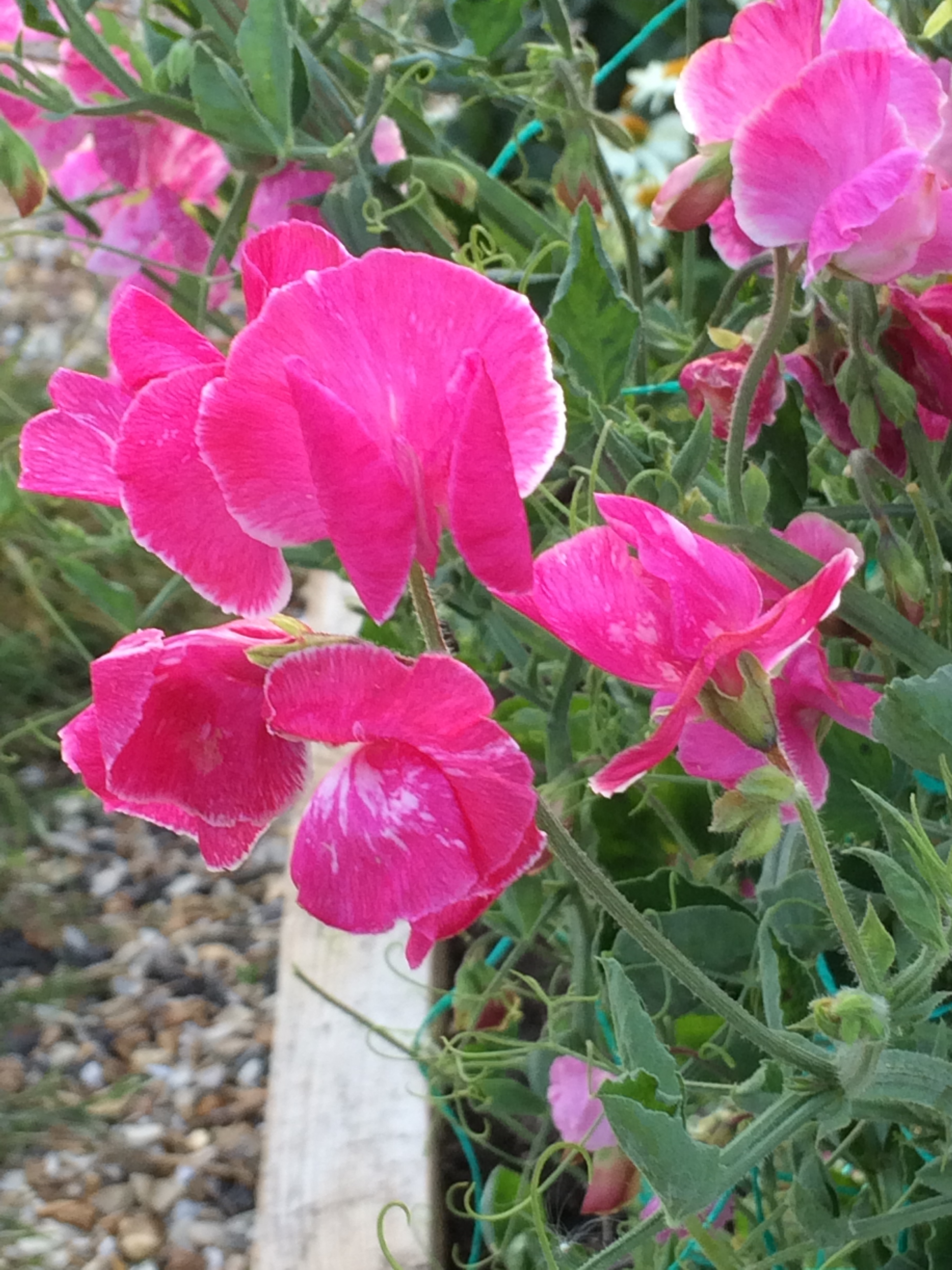 20160815_180553913_iOS.jpg