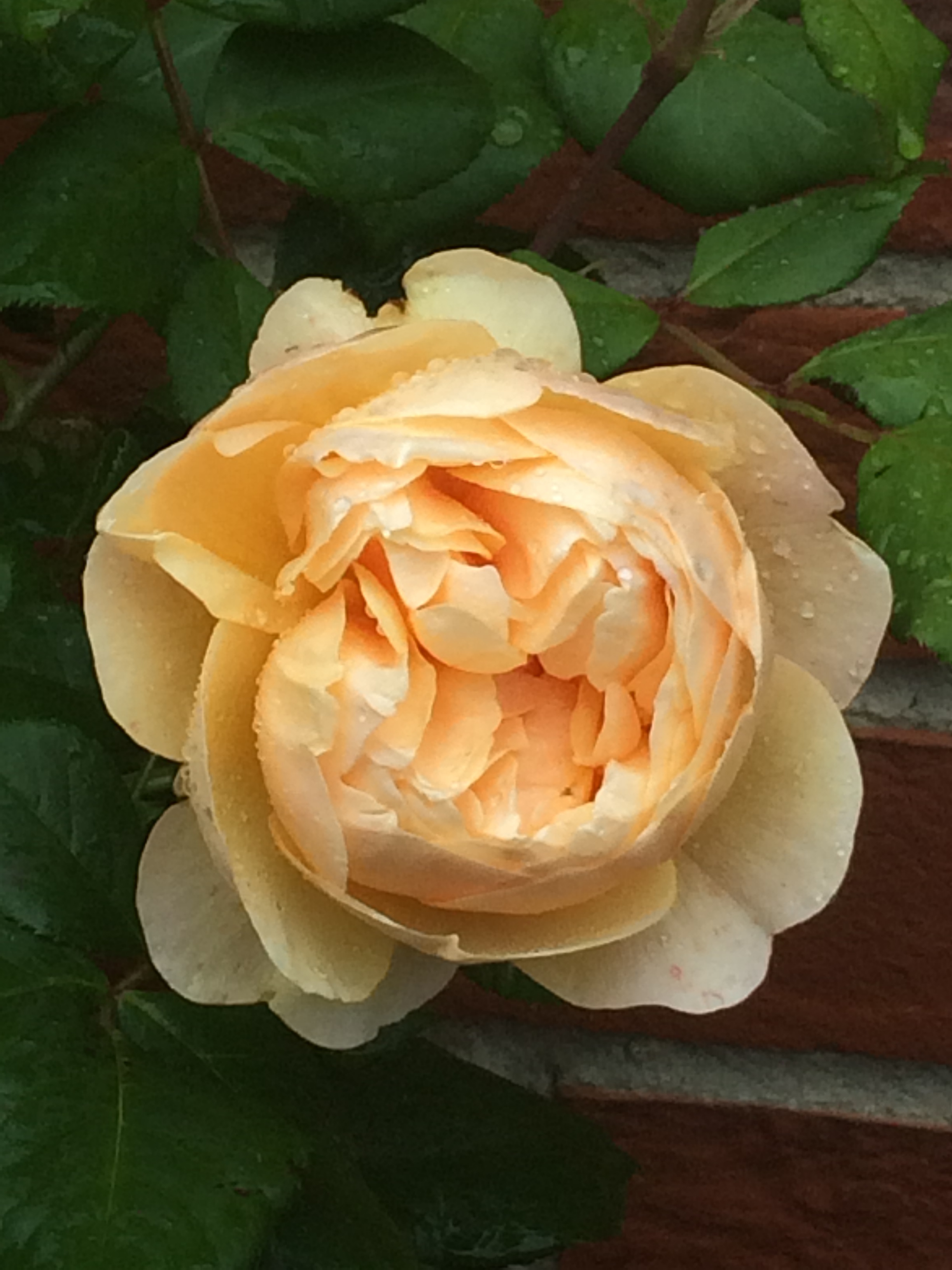 20170608_123618397_iOS.jpg
