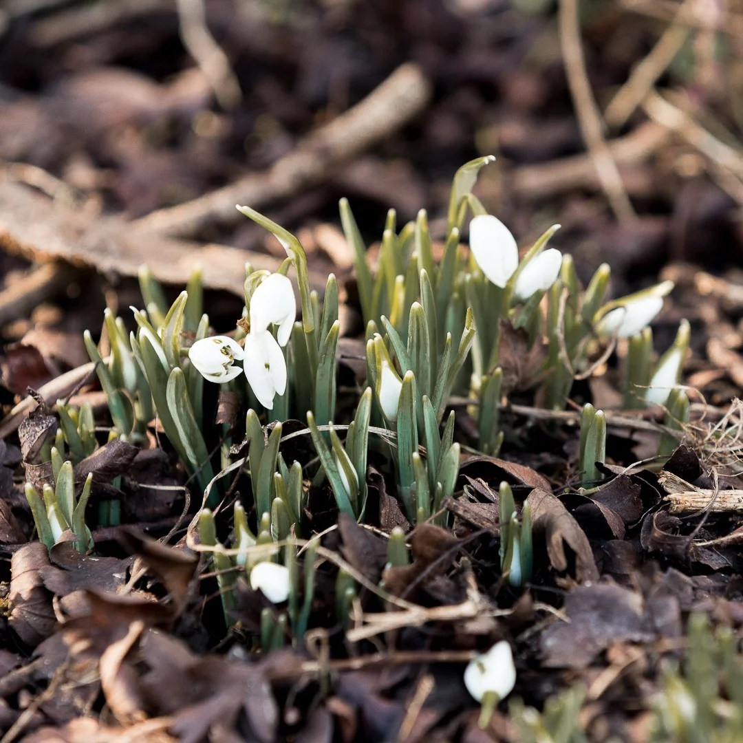 Snowdrops.jpg