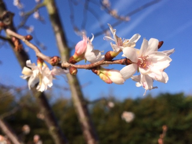 Spring Blossom.jpg
