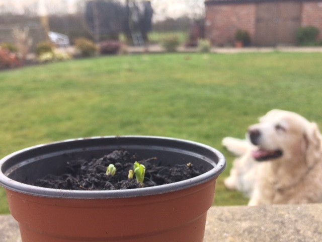 Growing Seeds.jpg