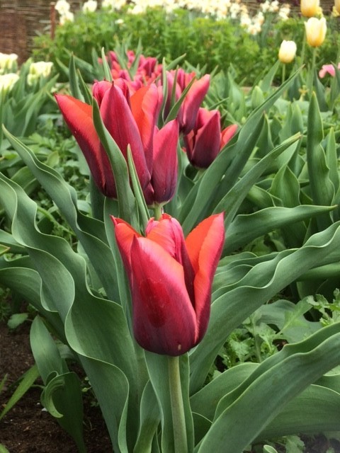 Tulips 4 (1).jpg