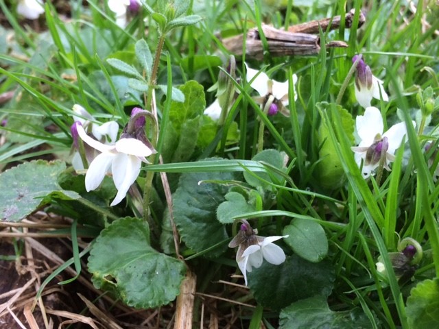 Spring Violets.jpg