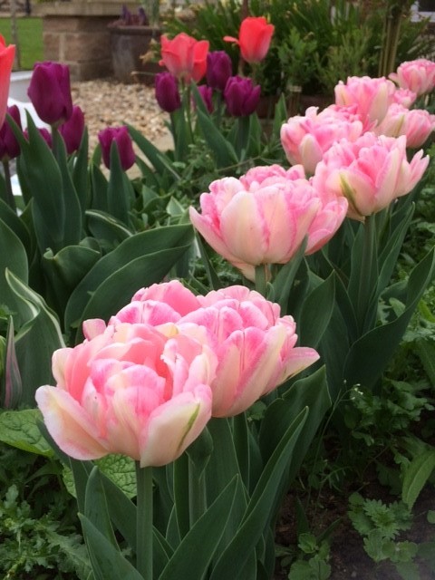 Tulips 3.jpg