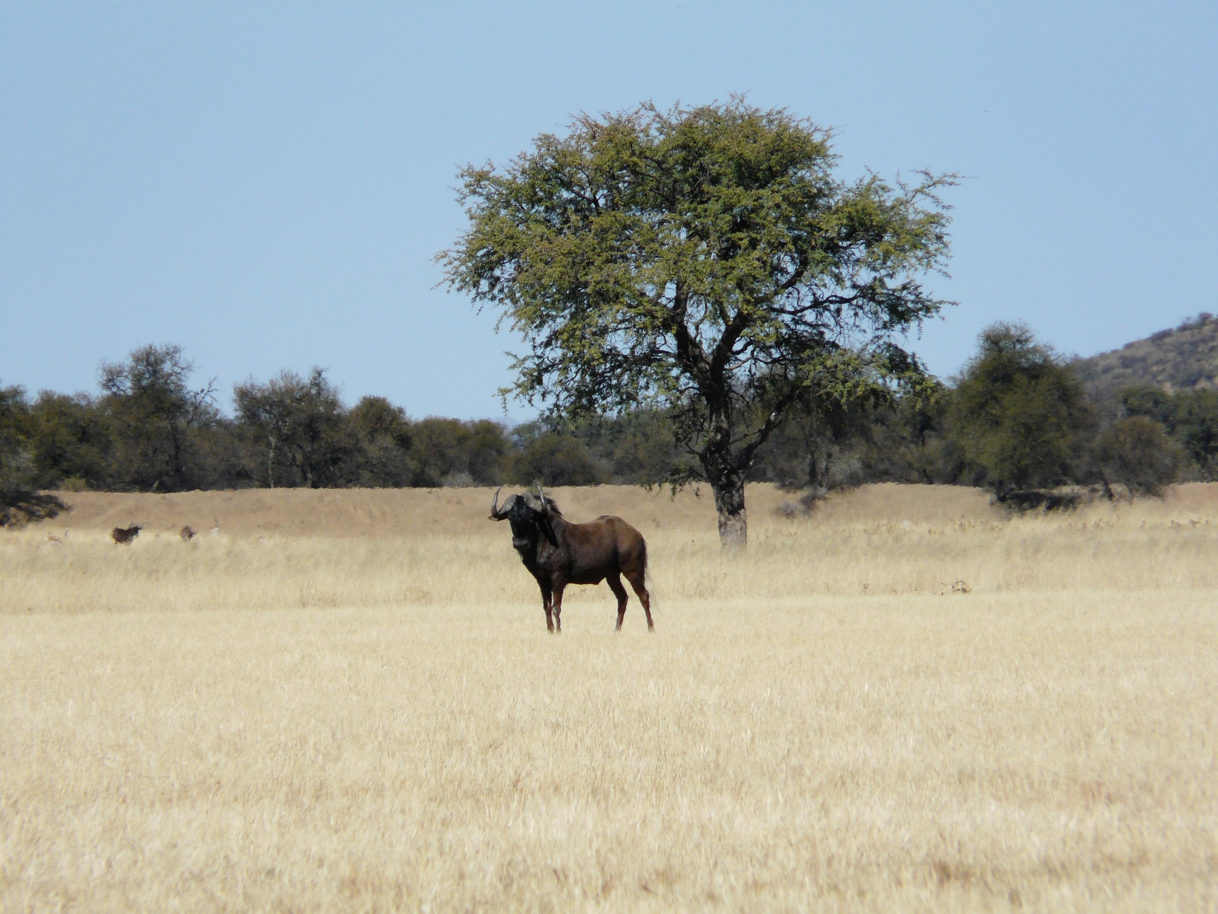 Jagdabzeichen_Gnu_Namibia.jpg