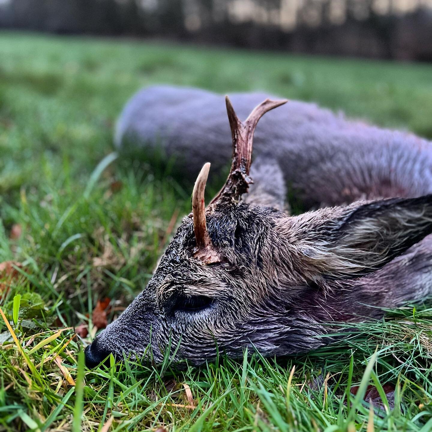 Was f&uuml;r eine &Uuml;berraschung.

#jagdabzeichen #jagenmitfreunden #bockjagd #bockjakt #rehbock  #jagdistleidenschaft #waidmannsheil #jagd #rehbockjagd #hunt #hunting #abnormerbock #trophyhunting #reobuckhunting #roedeerhunt #jakt #jagt #caza #ca