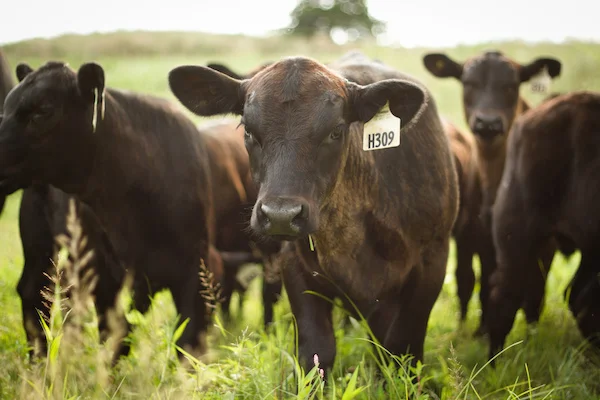 2ea41-cows.jpg