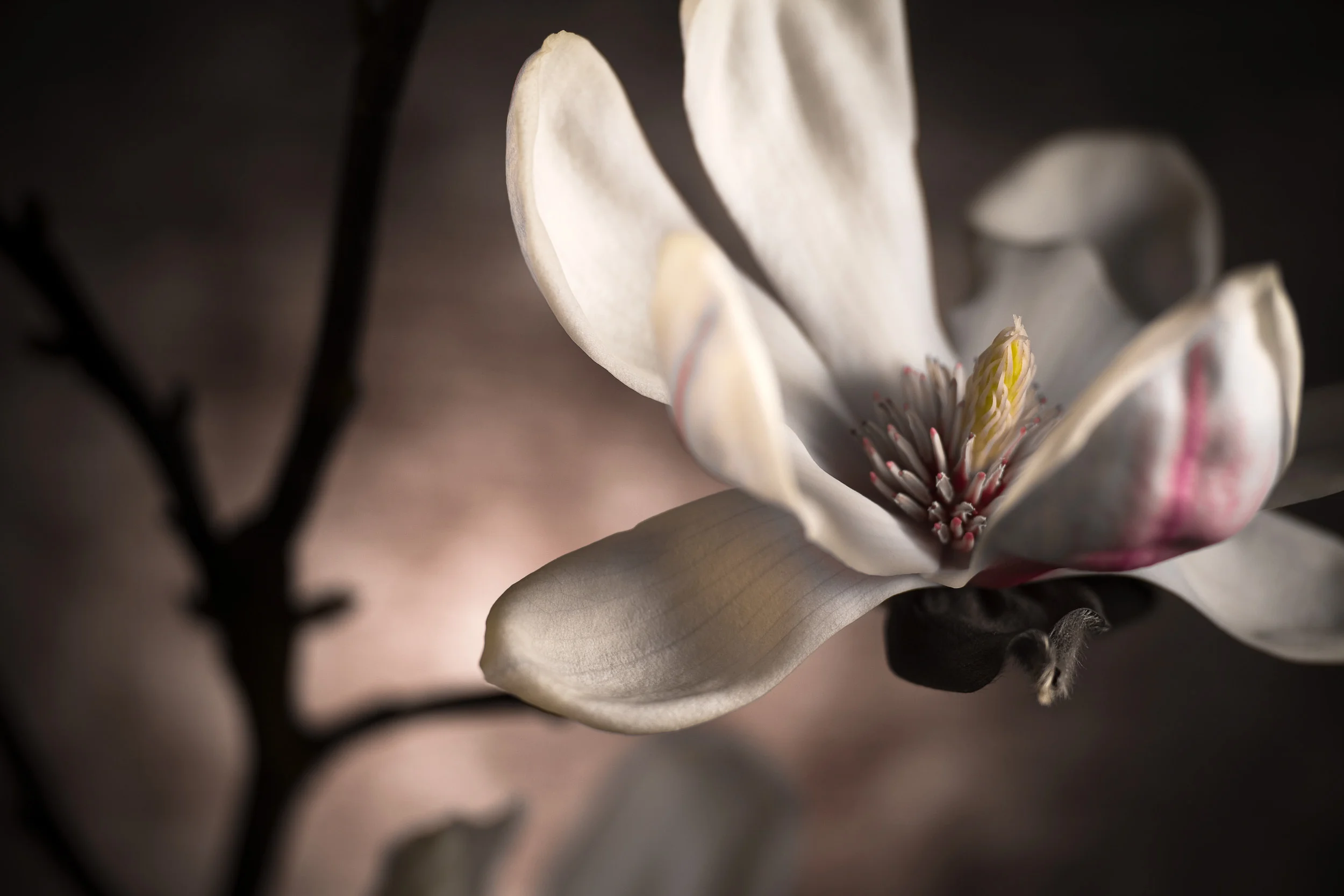 magnolia1.jpg
