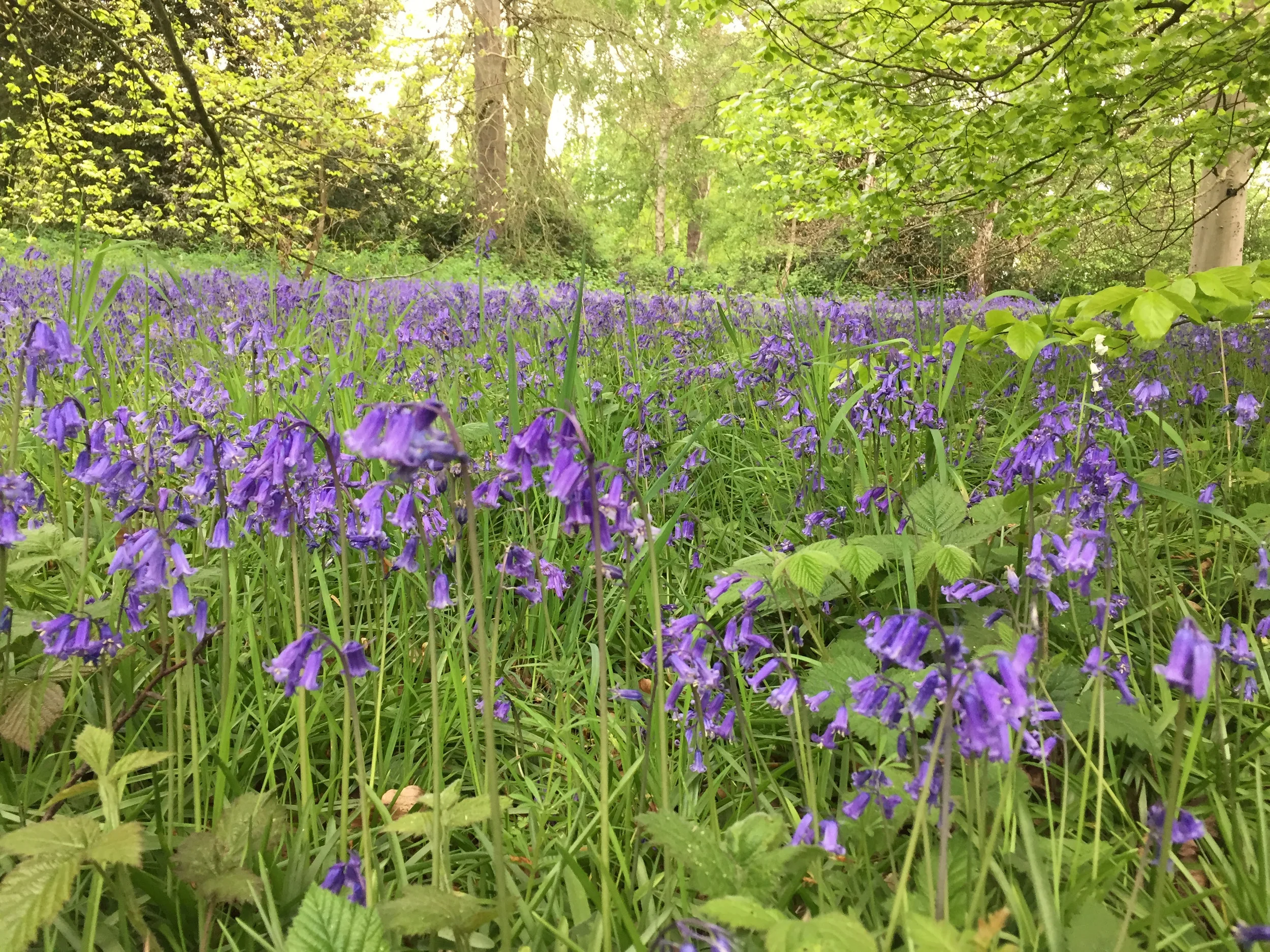 BLUEBELLS 2.jpg