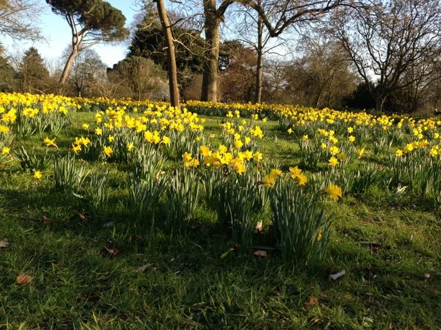 DAFFODILS 1.jpg