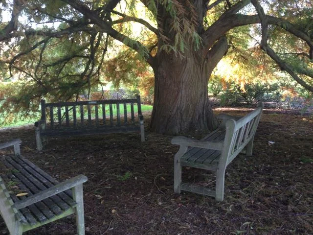 REDWOOD GROVE 2.jpg