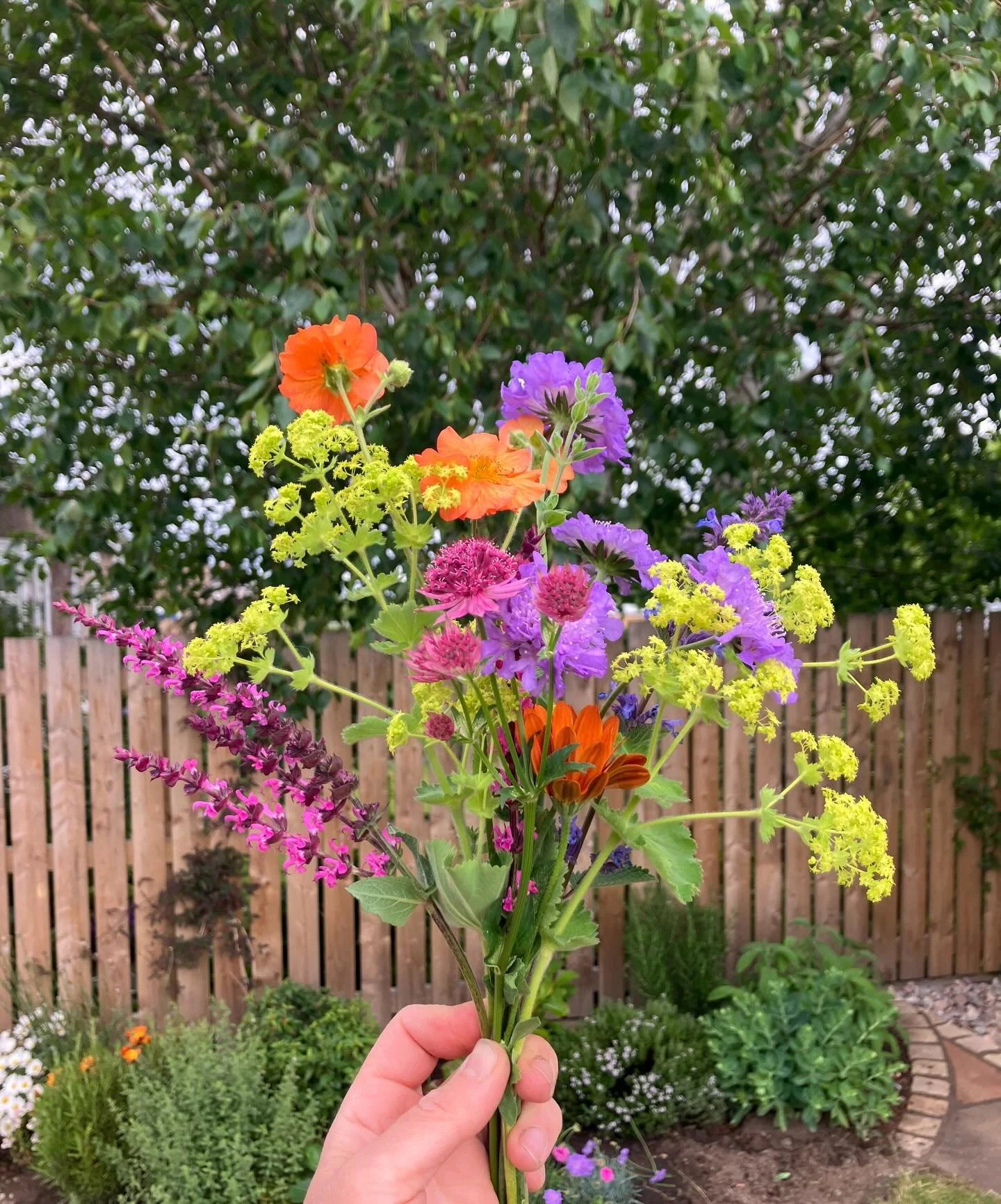 We love picking flowers from the garden! We&rsquo;ve got some good stuff this year! 🥰 #alchamillamollis #geumtotallytangerine