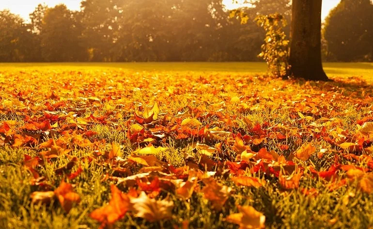 Autumn Pairs Open - Spaces available