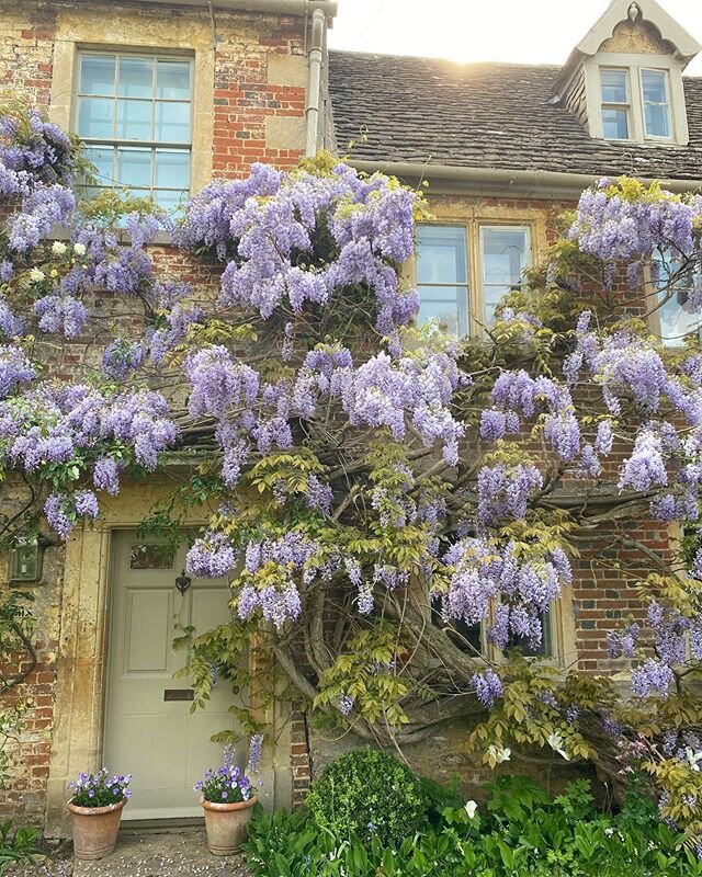 Wednesday Wisteria. It&rsquo;s still amazing - the upside of things getting colder. Hope it helps the midweek mehs. #wisteria #wisteriahysteria #wisteriawatch #countrysideliving #thehatchwilts