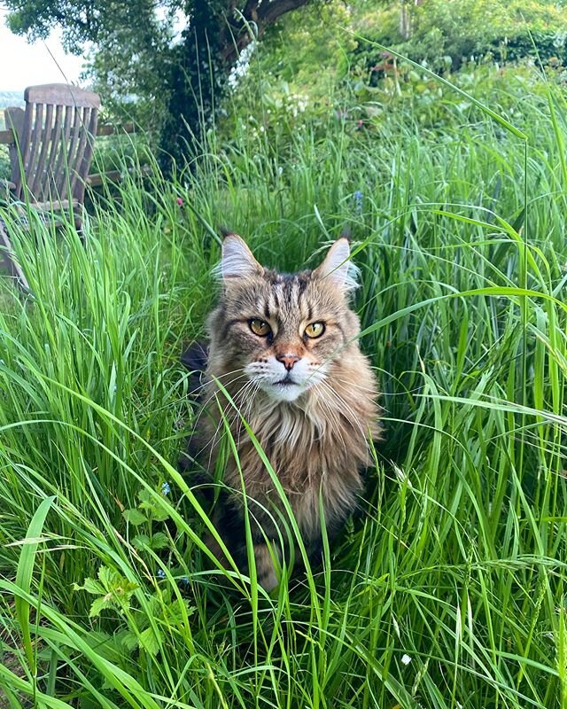 Two of the things that have stopped me going insane over the last seven weeks: Poff and the garden. This was taken on one of our evening strolls (work means I don&rsquo;t get out during the gloriously sunny days). Poff gets very excited and usually b