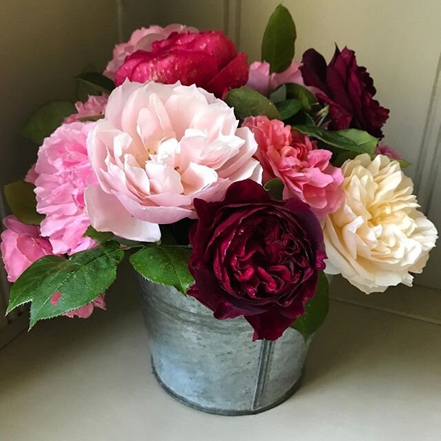 Roses in from the rain. This is a mixture of David Austin&rsquo;s Wildeve, Anne Boleyn, Princess Alexandra, Lichfield Angel and Munstead Wood. Funny how they always look best when you pick them and put them straight in the bucket without thinking. No