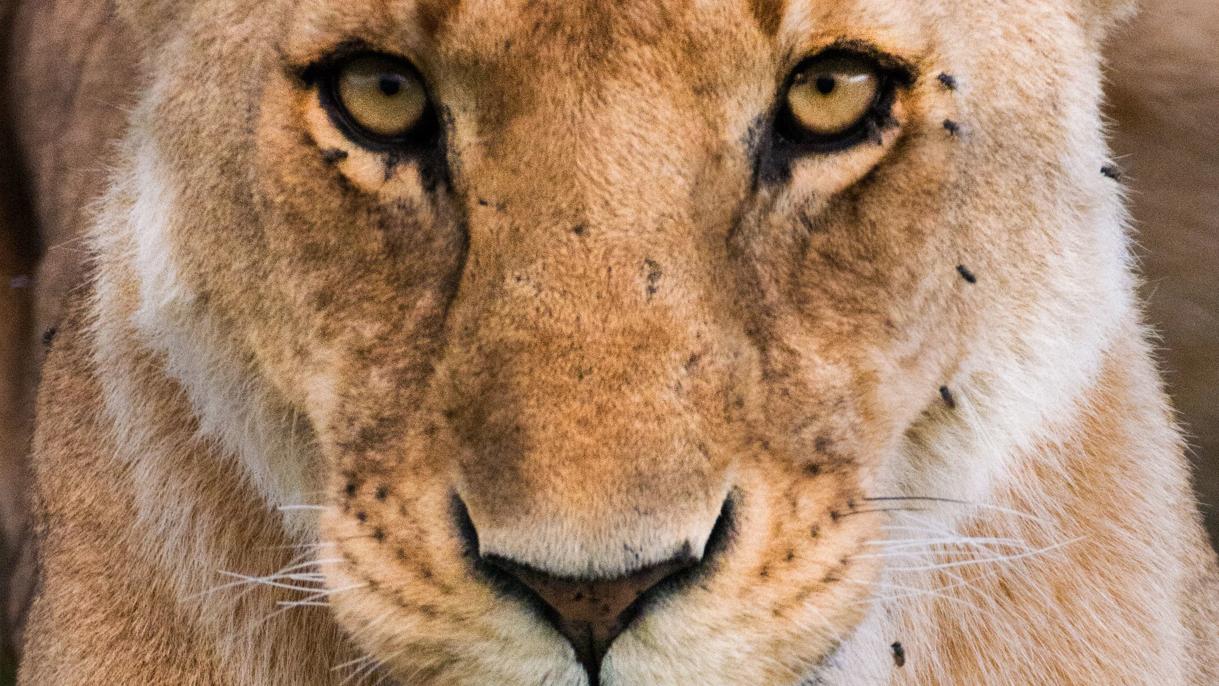 Lioness.jpg