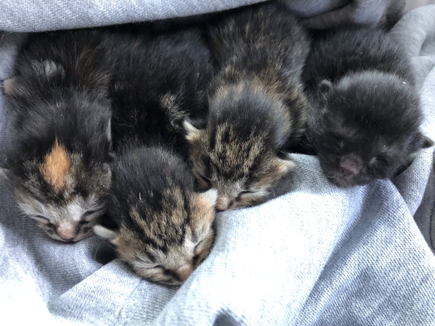 Meraki Animal Sanctuary
