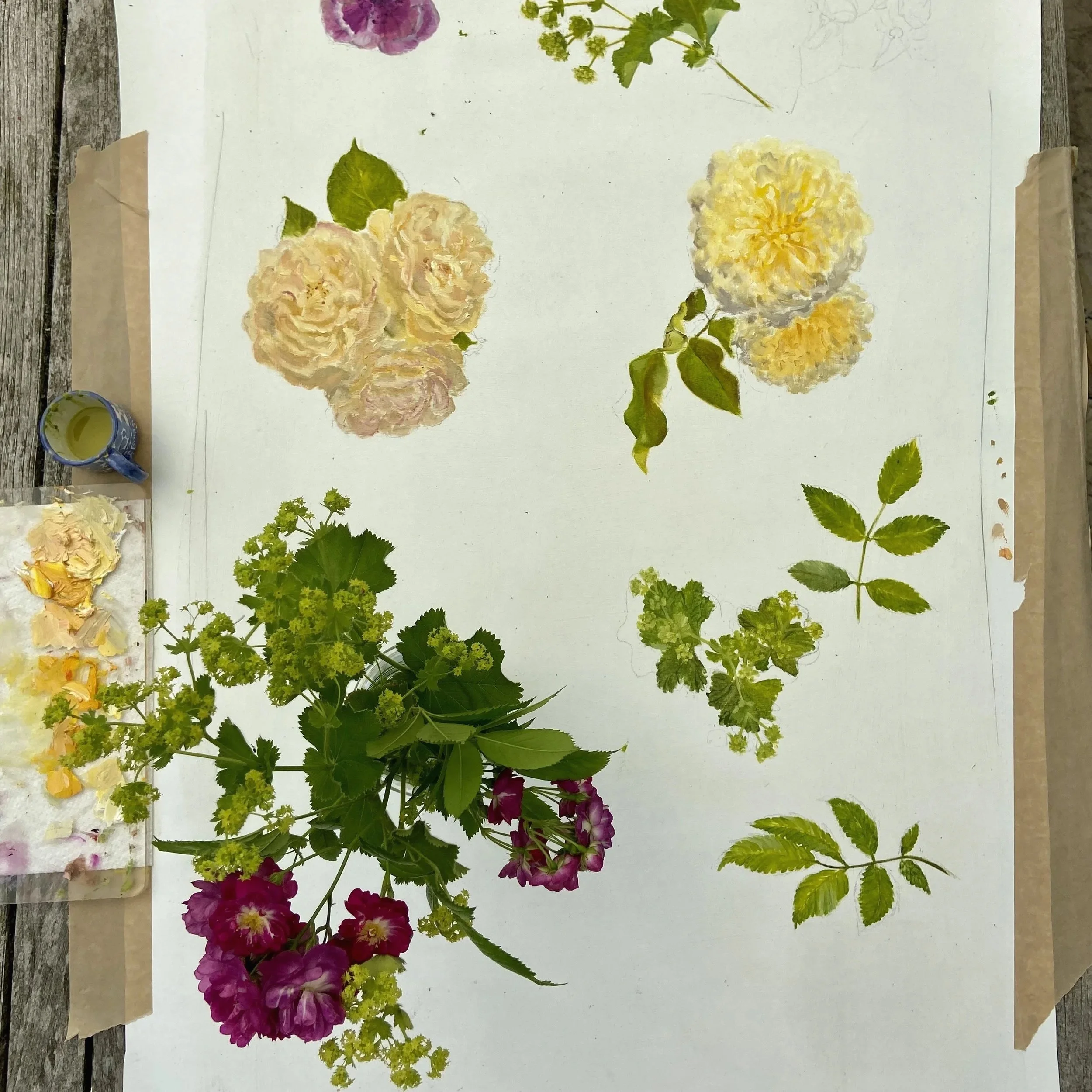 Oil painting botanical sketch or study of David Austin roses for Katy Botanicals floral fabric design, good for curtains, cushions and tablecloths